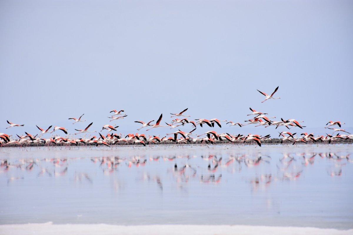 Tuz Gölü'nde flamingoların esrarengiz ölümü