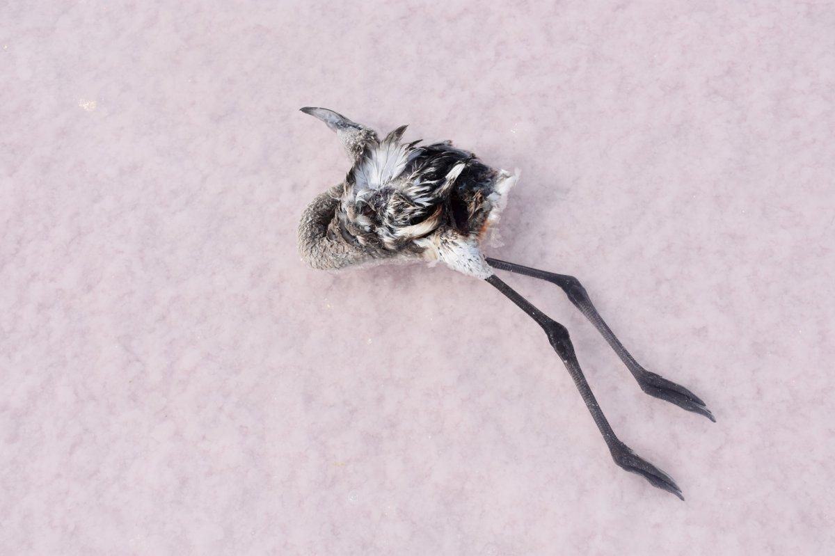 Tuz Gölü'nde flamingoların esrarengiz ölümü