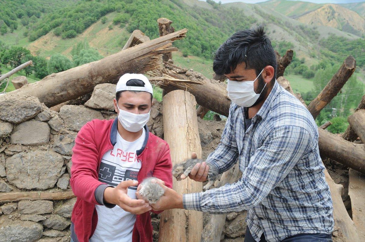 Depremden 5 gün sonra yavru kediler enkazdan sağ çıktı