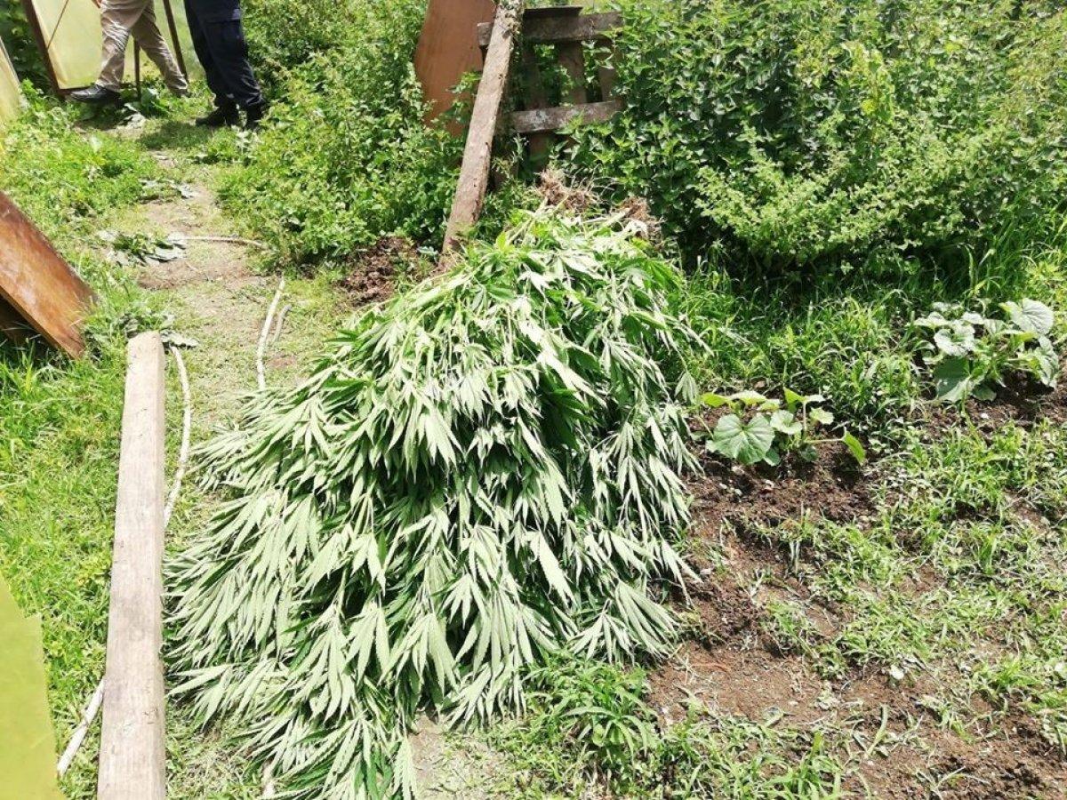 Kastamonu'da kenevir yetiştiren aileye operasyon yapıldı