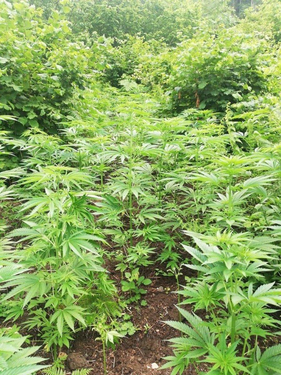 Kastamonu'da kenevir yetiştiren aileye operasyon yapıldı