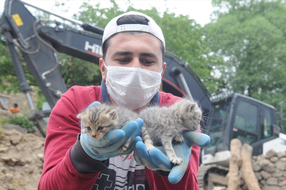 Depremden 5 gün sonra yavru kediler enkazdan sağ çıktı