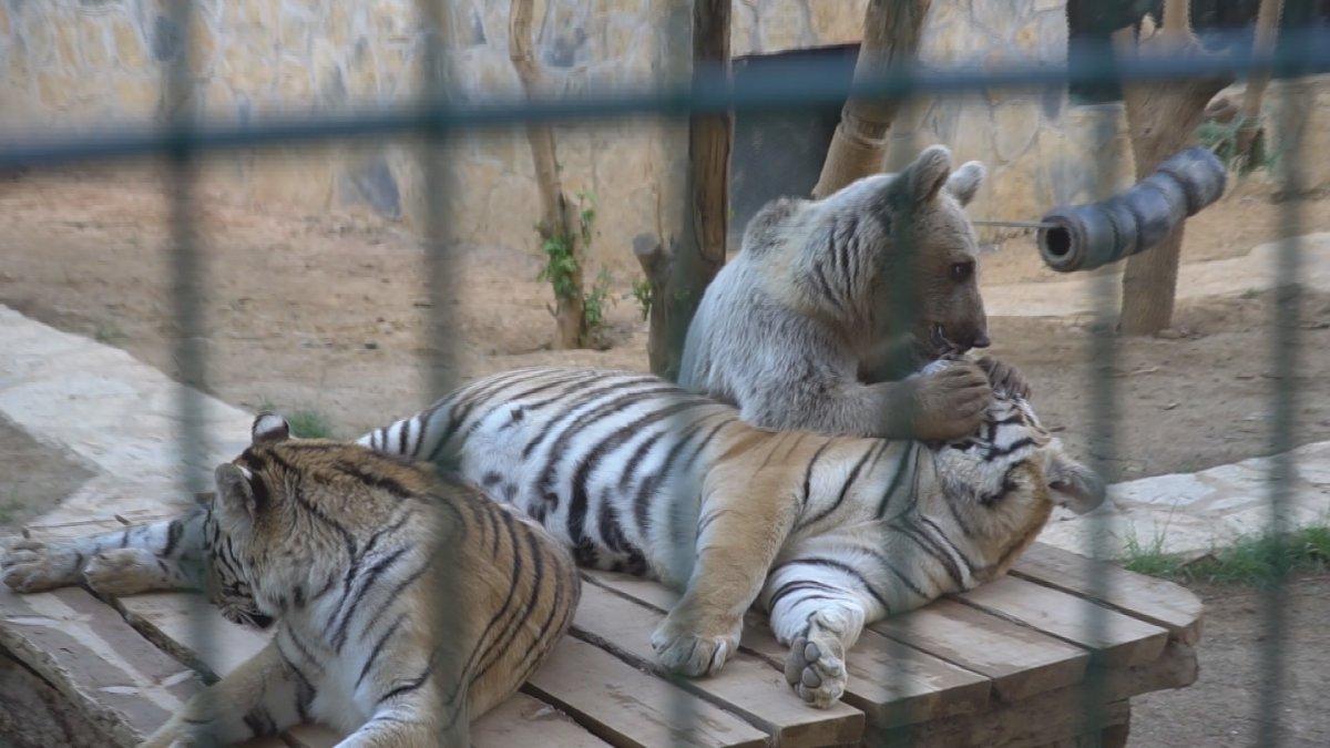 Kaplanlarla dost olan ayı izleyenleri gülümsetti