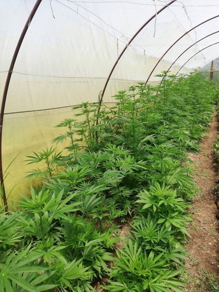 Kastamonu'da kenevir yetiştiren aileye operasyon yapıldı