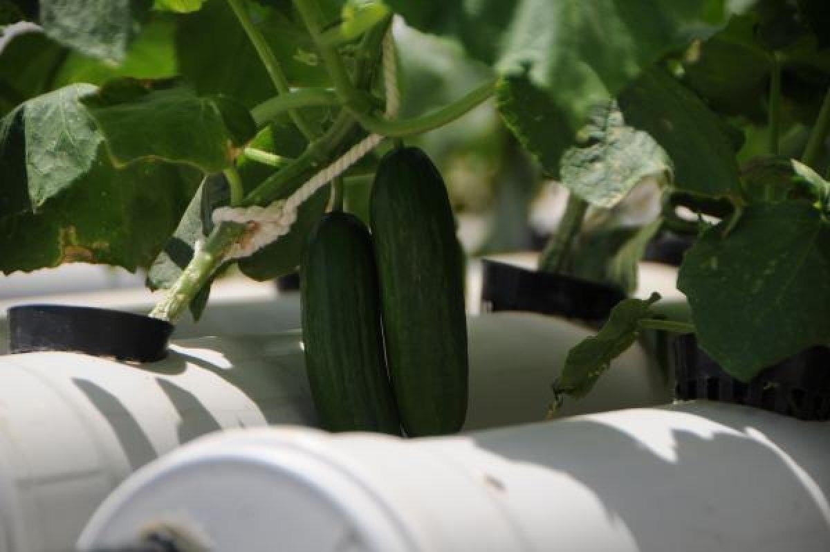 Tunceli'de tatili fırsat bildi, topraksız tarım yaptı