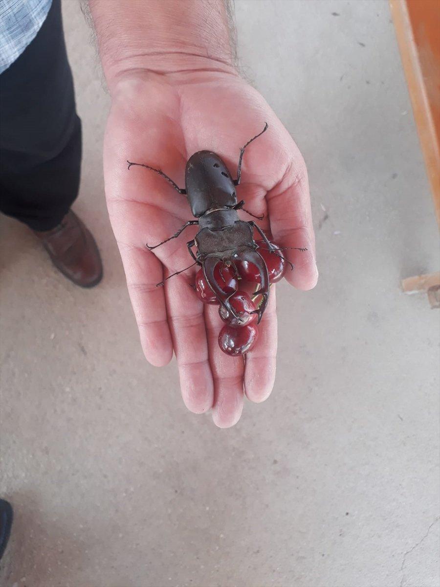 Adana'da geyik böceği görüldü