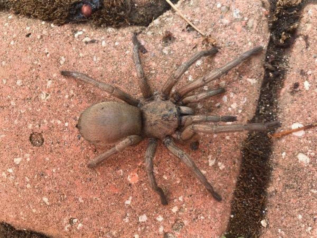 Osmaniye'de görülen dev örümcek korkuttu