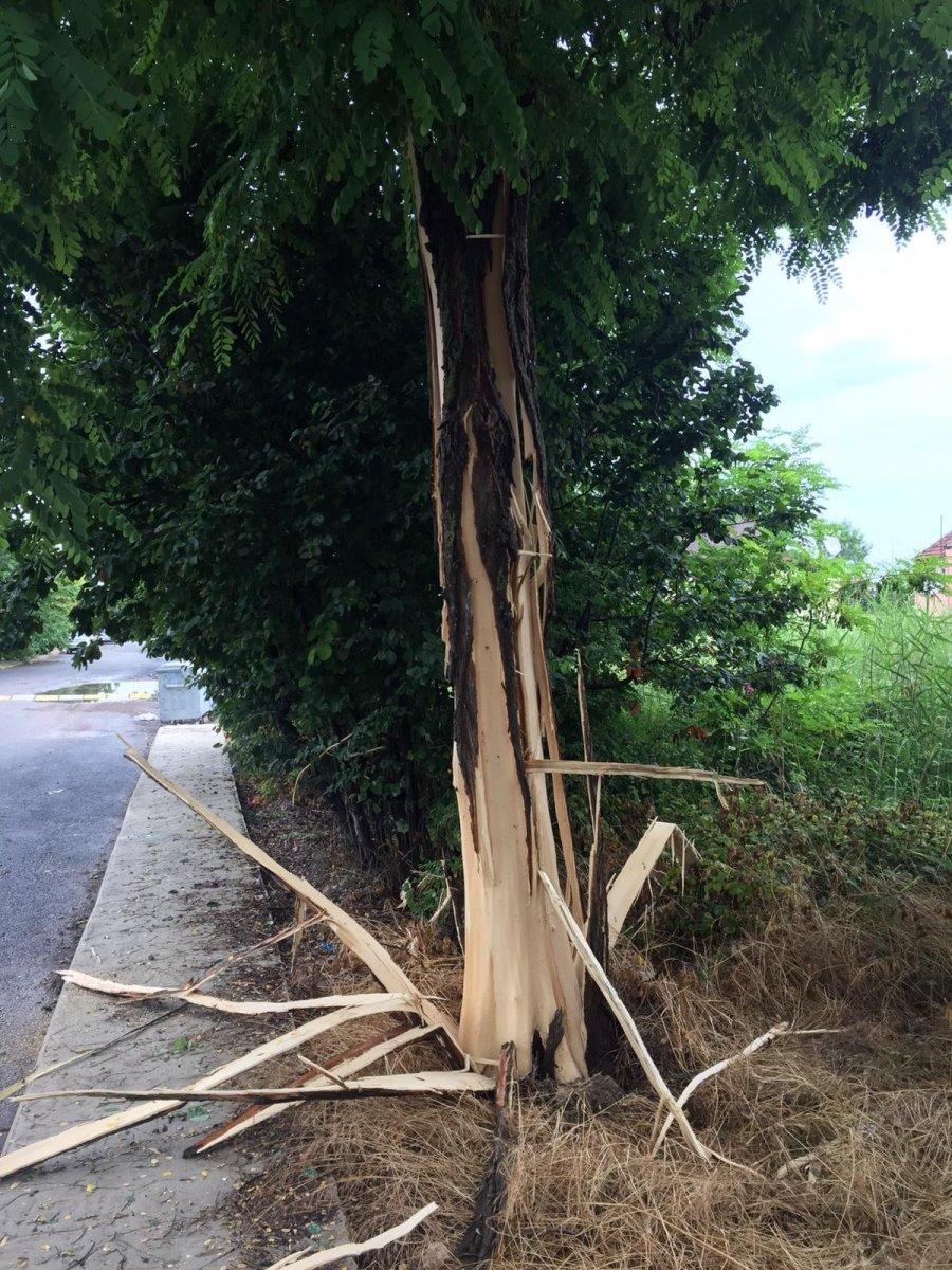 Yalova’da ağaca yıldırım düştü