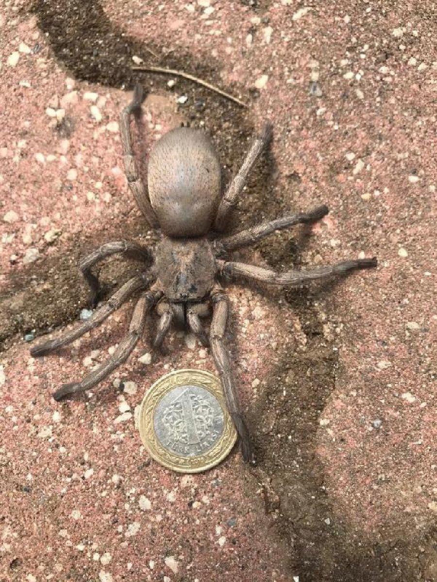 Osmaniye'de görülen dev örümcek korkuttu