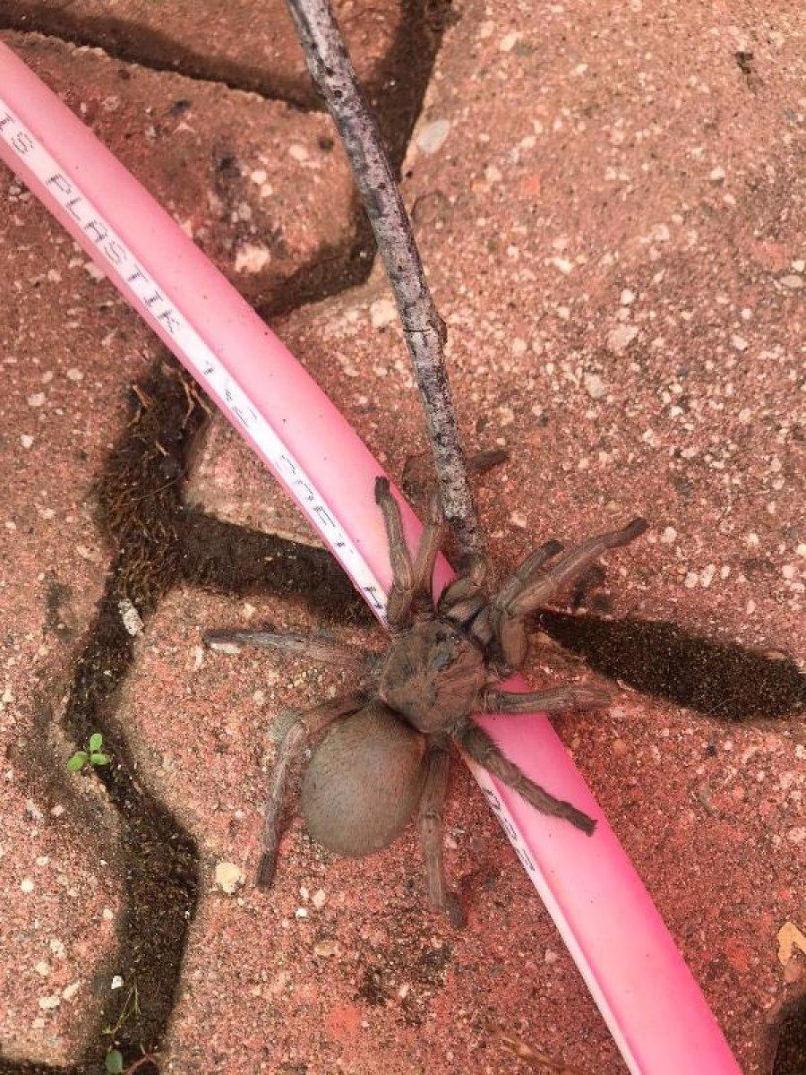 Osmaniye'de görülen dev örümcek korkuttu