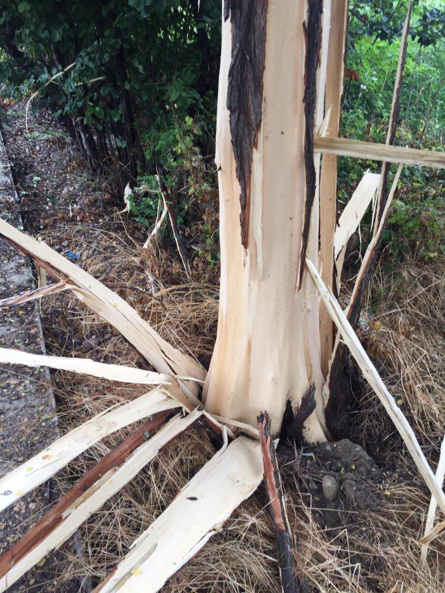 Yalova’da ağaca yıldırım düştü
