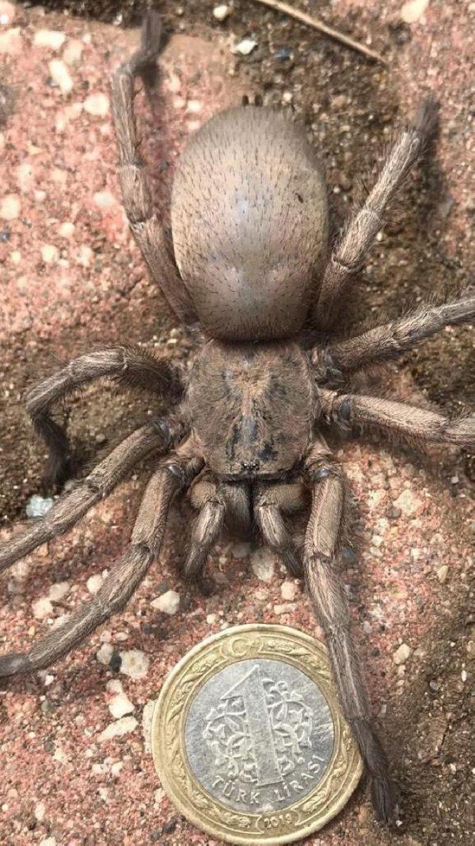 Osmaniye'de görülen dev örümcek korkuttu