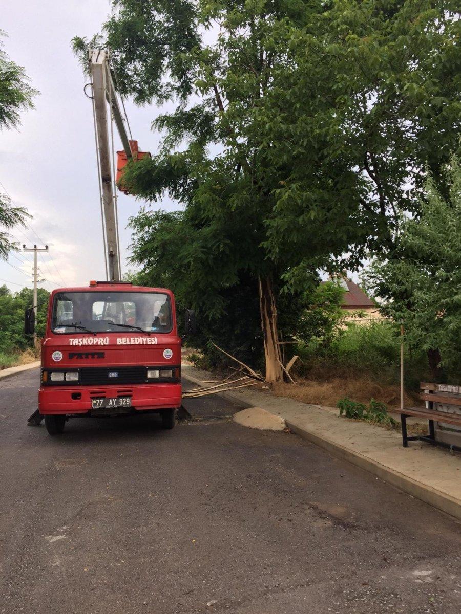 Yalova’da ağaca yıldırım düştü