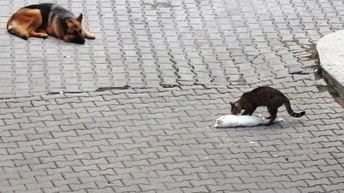Ölen kediyi ayağa kaldırmak için mücadele anı kamerada