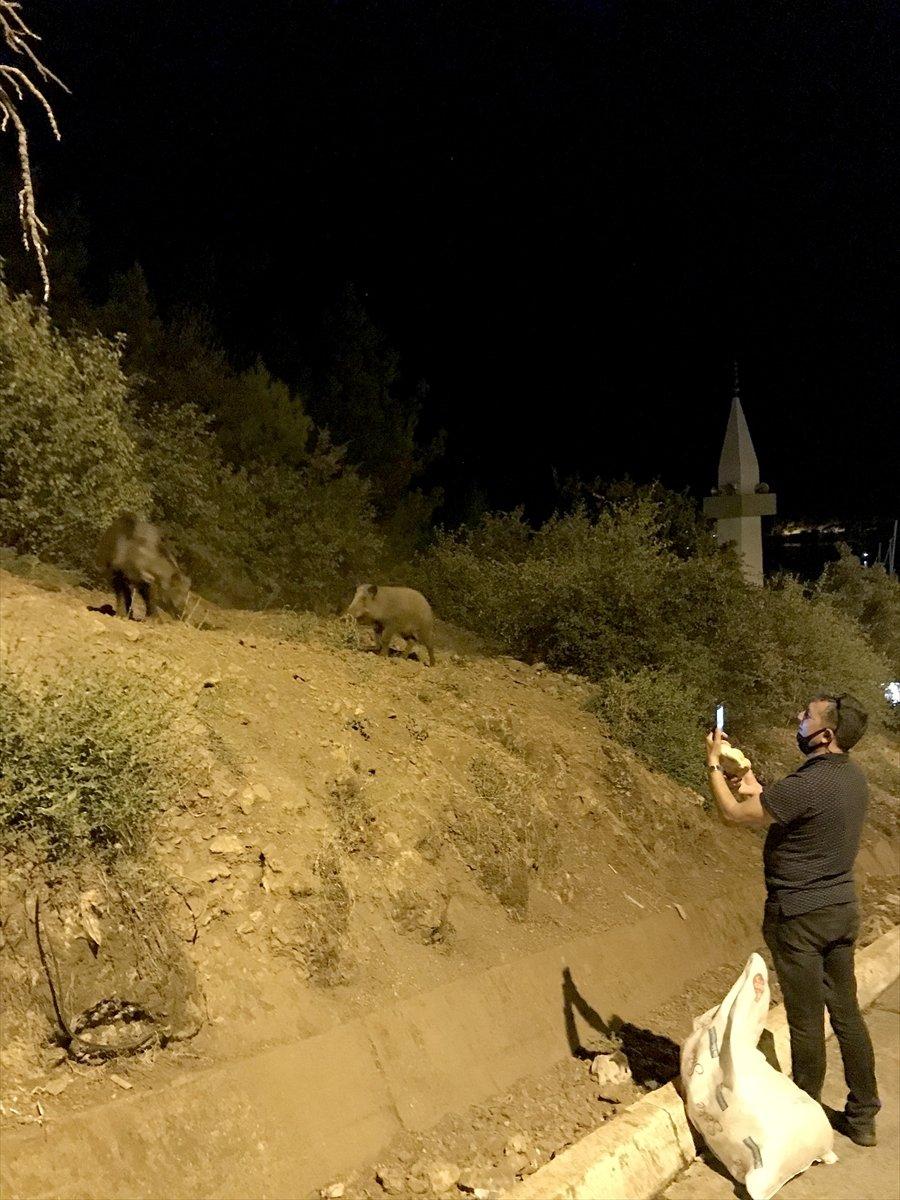 Muğla'da şehre inen domuzları ekmekle beslediler