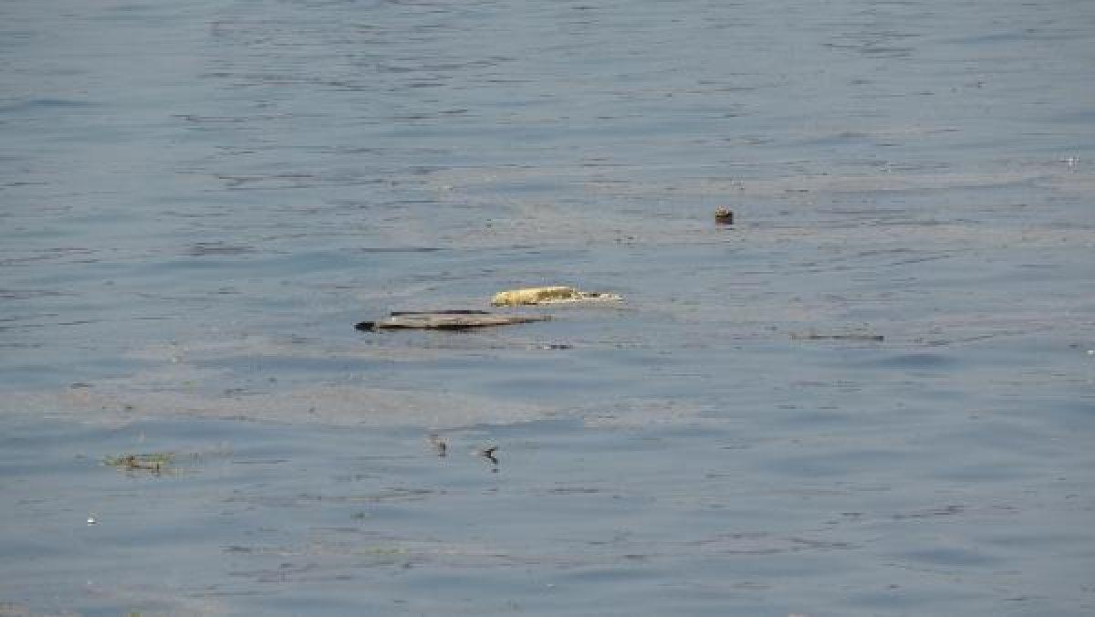 Kocaeli'de derenin kirlettiği plajda yüzdüler