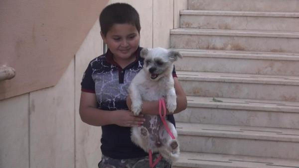 Köpek kavgasında postacının kulağı ısırıldı