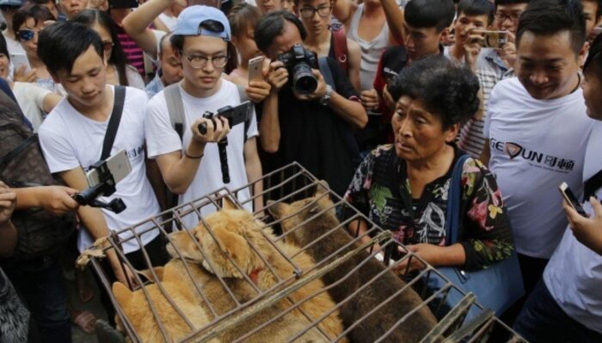 Çin'de köpek eti festivali bu yıl da yapılıyor