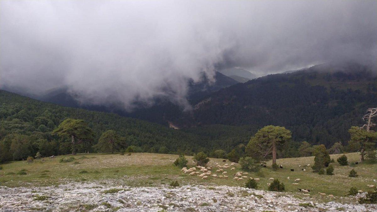 Bursa'da köpeklerin kovaladığı ayılar ağaca tırmandı