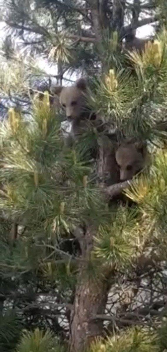Bursa'da köpeklerin kovaladığı ayılar ağaca tırmandı
