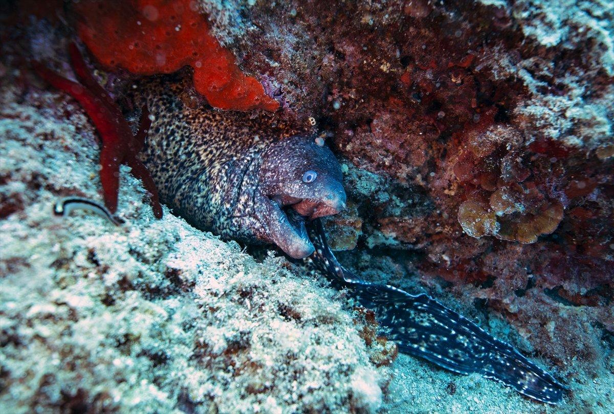 Karaburun'un su altı güzellikleri
