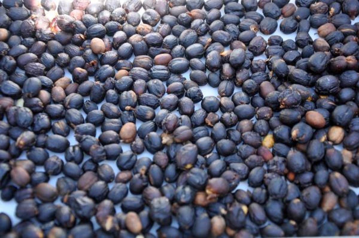 Antalya'da kahve meyvesi yetiştirdi