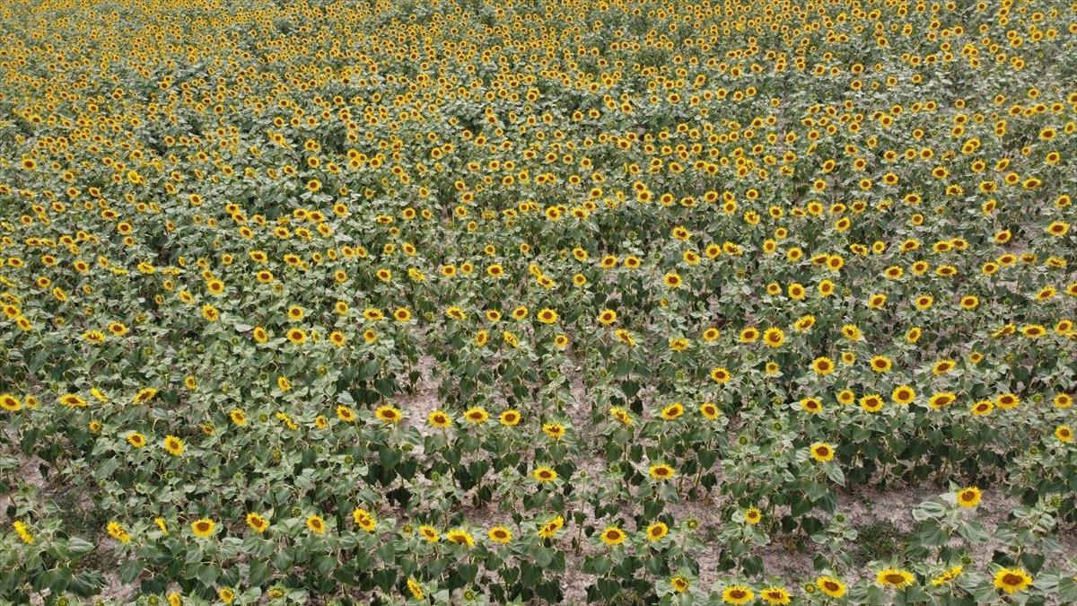 Vezirköprü'de ekilen ayçiçekleri açmaya başladı