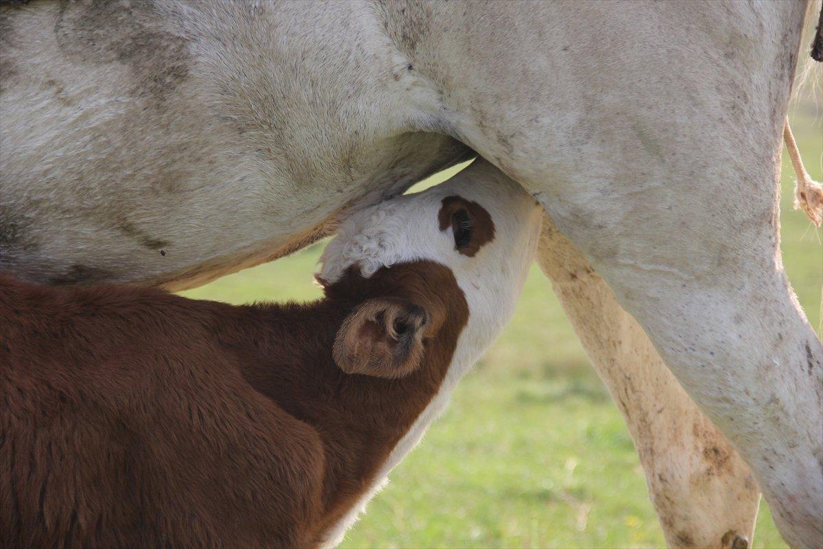 Sivas'ta annesiz danayı at emziriyor