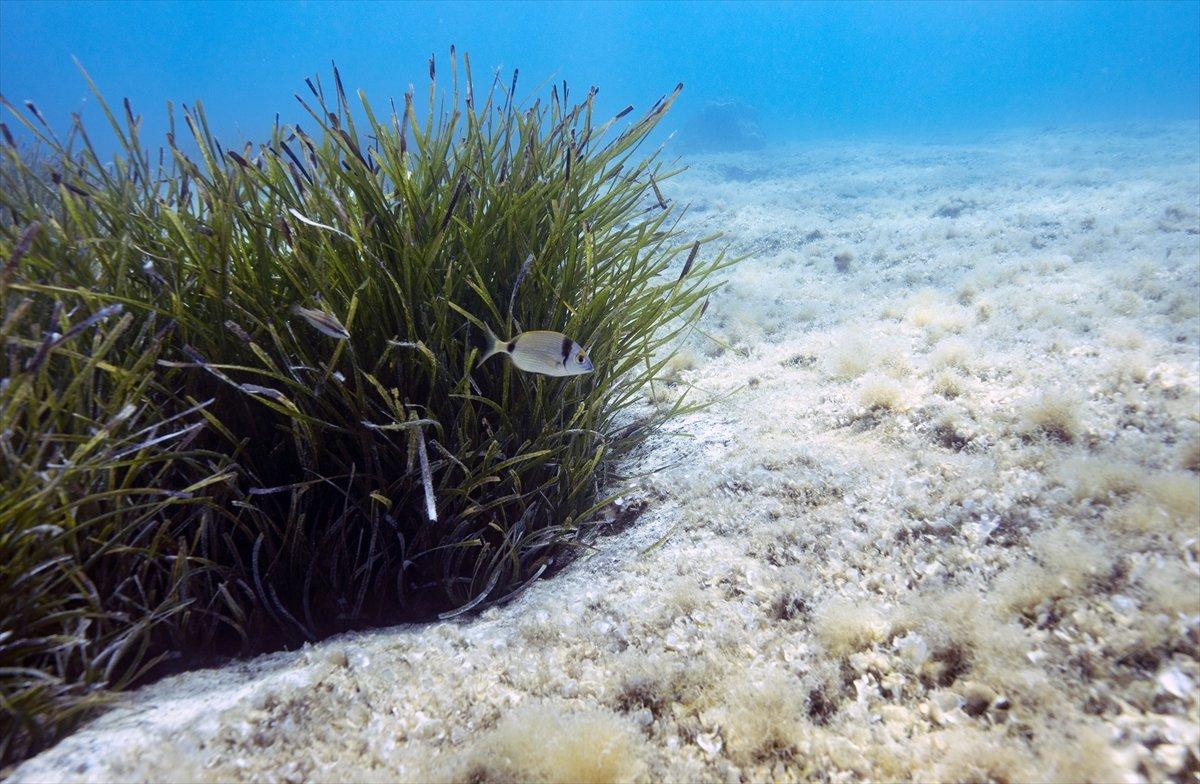 Karaburun'un su altı güzellikleri