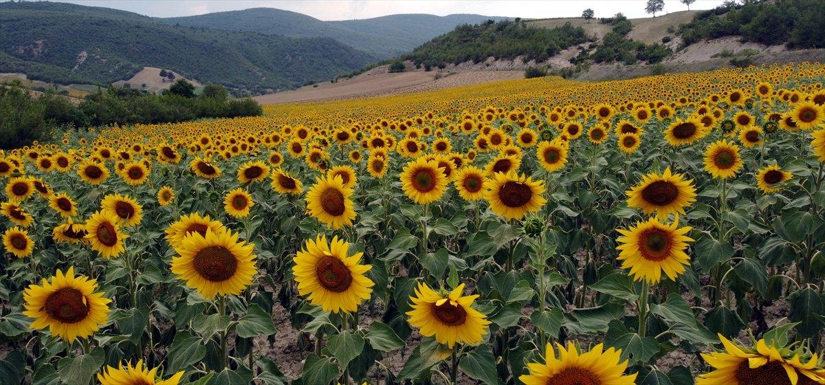 Vezirköprü'de ekilen ayçiçekleri açmaya başladı