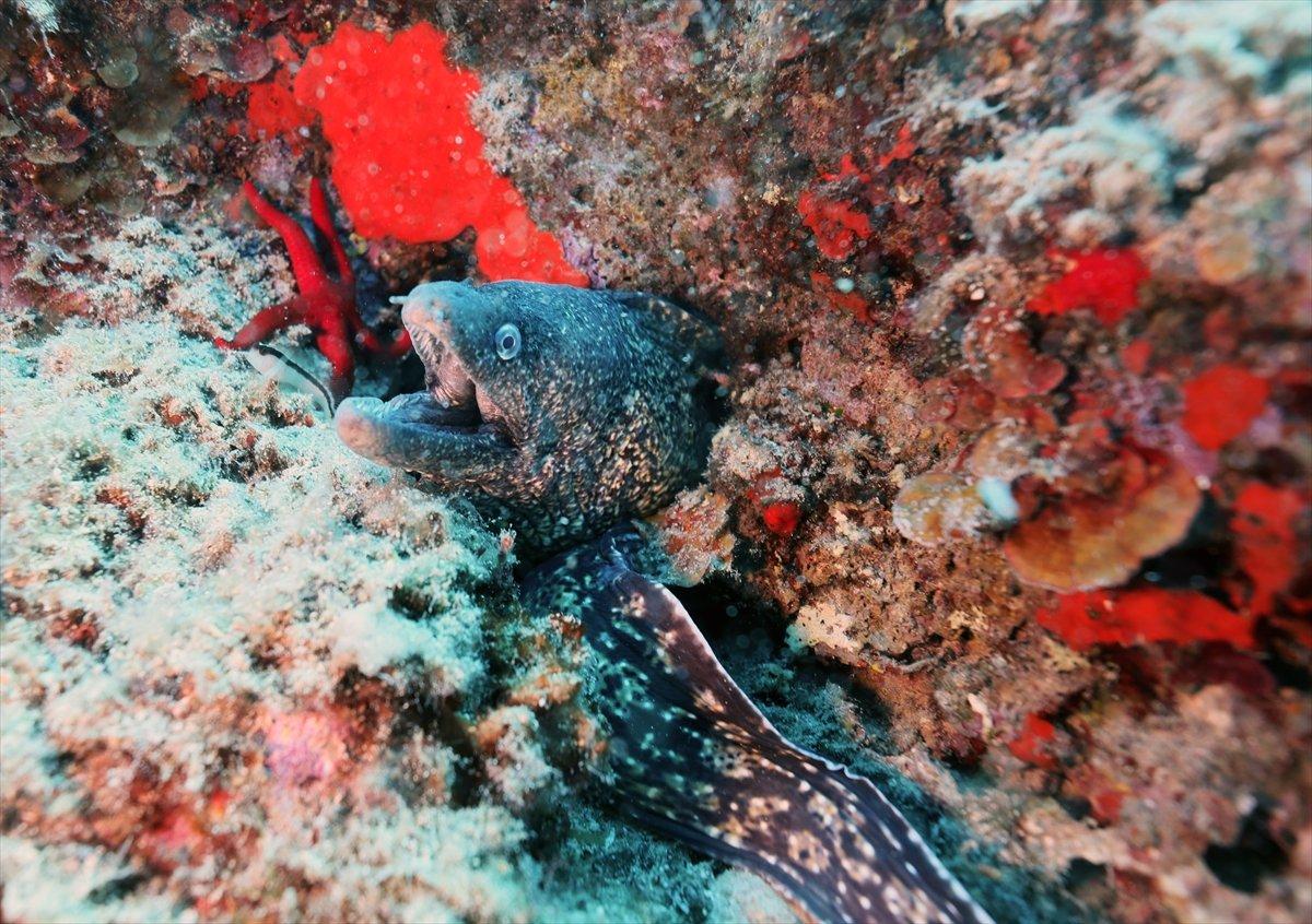 Karaburun'un su altı güzellikleri