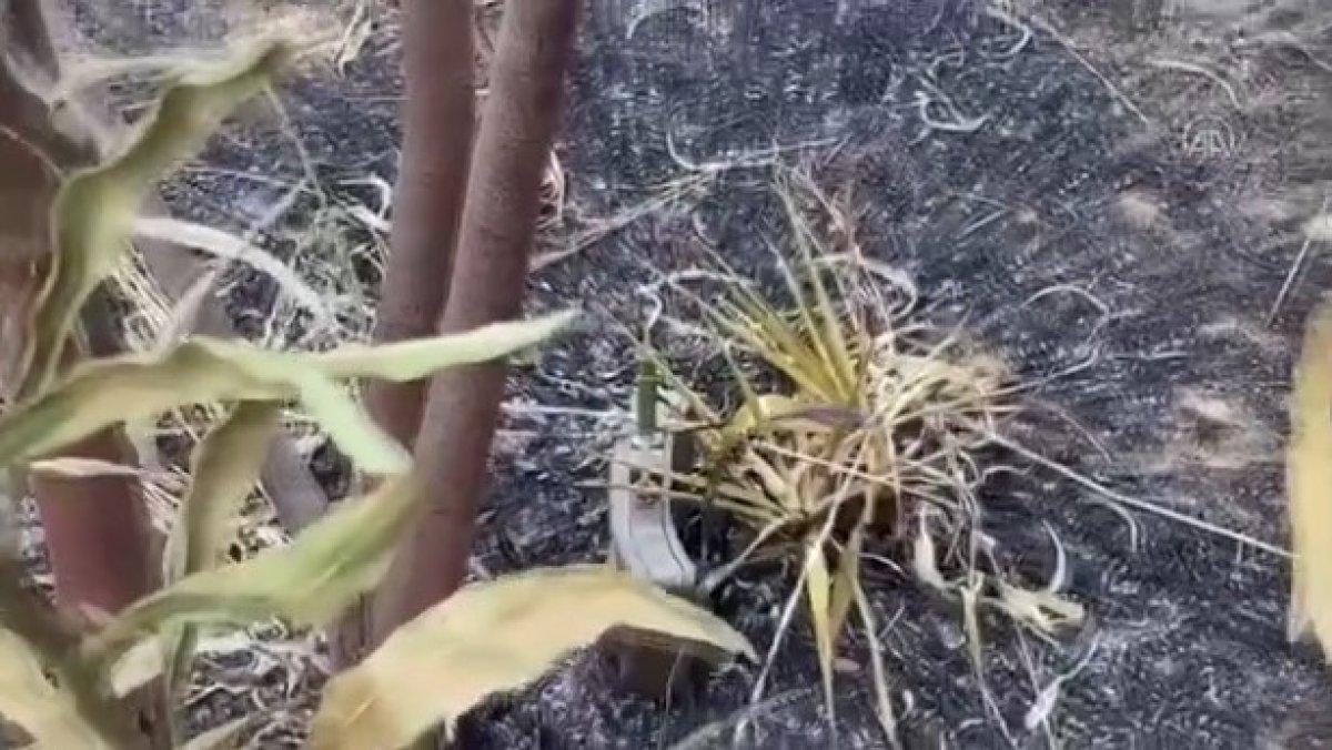 TSK, Libyalıların güvenliği için mayınları temizliyor