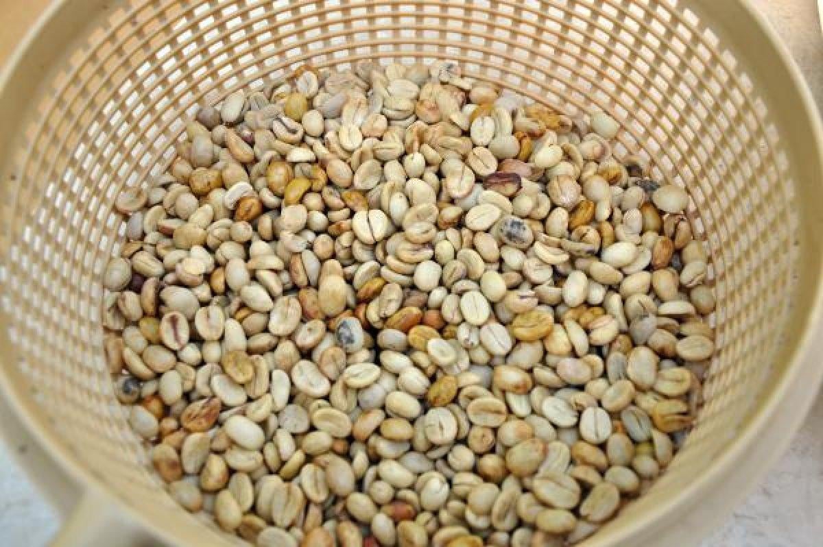 Antalya'da kahve meyvesi yetiştirdi