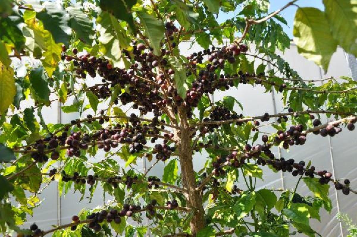 Antalya'da kahve meyvesi yetiştirdi