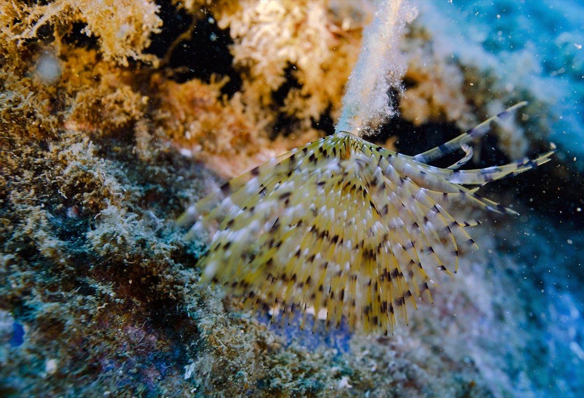 Karaburun'un su altı güzellikleri