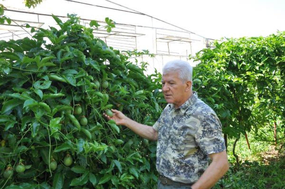 Antalya'da kahve meyvesi yetiştirdi