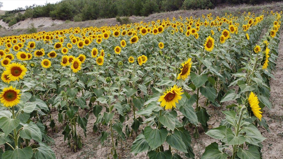 Vezirköprü'de ekilen ayçiçekleri açmaya başladı