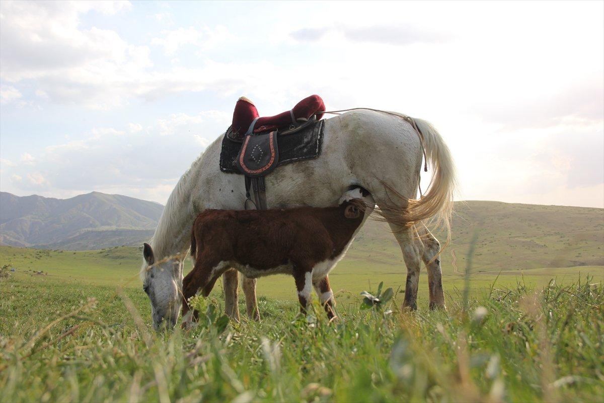 Sivas'ta annesiz danayı at emziriyor