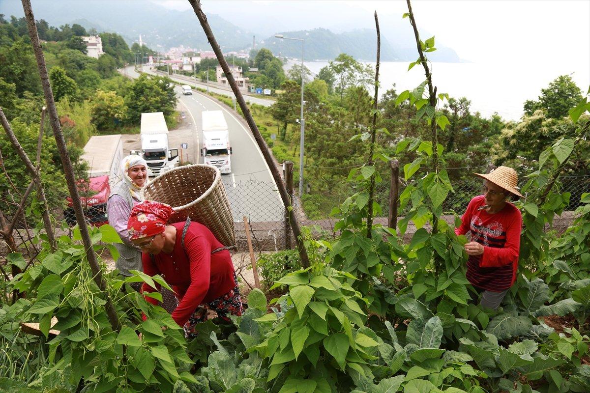 Artvin'de üstünde tarla olan tünel dikkat çekiyor