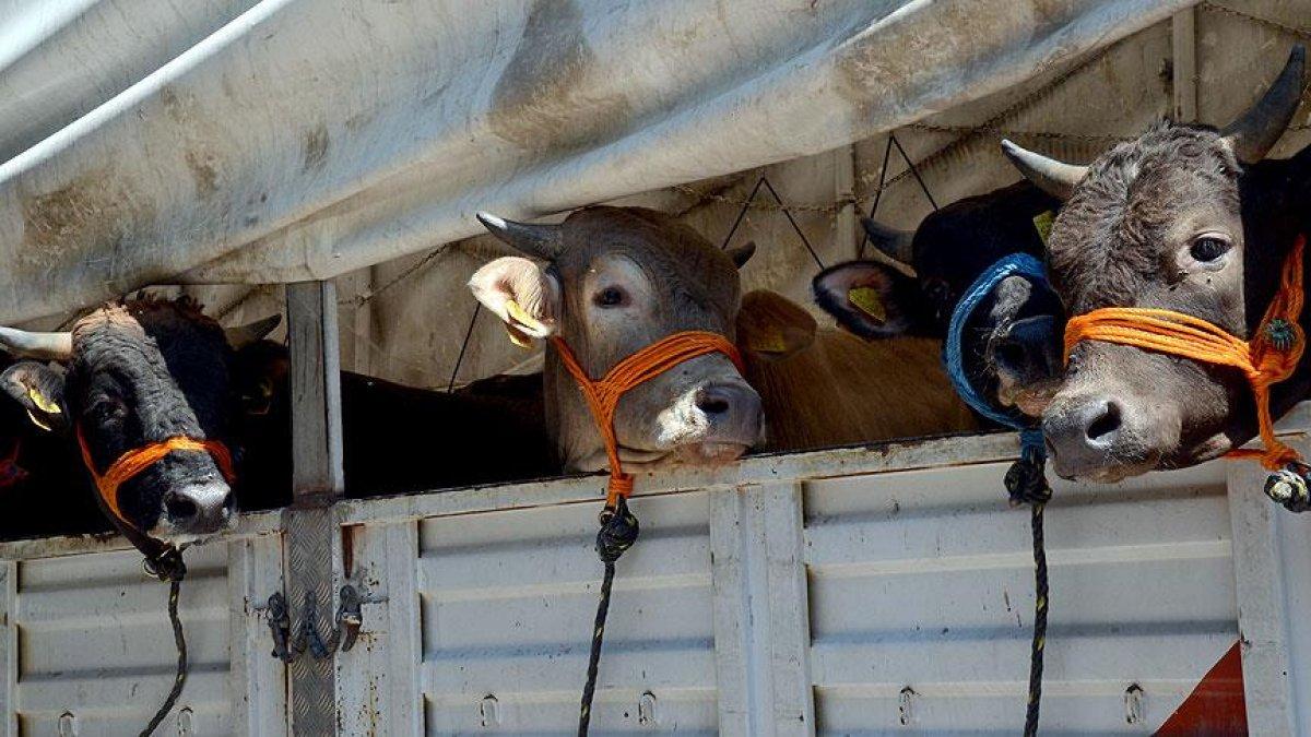 Diyanet İşleri Başkanlığı: Kurban için randevu alınacak