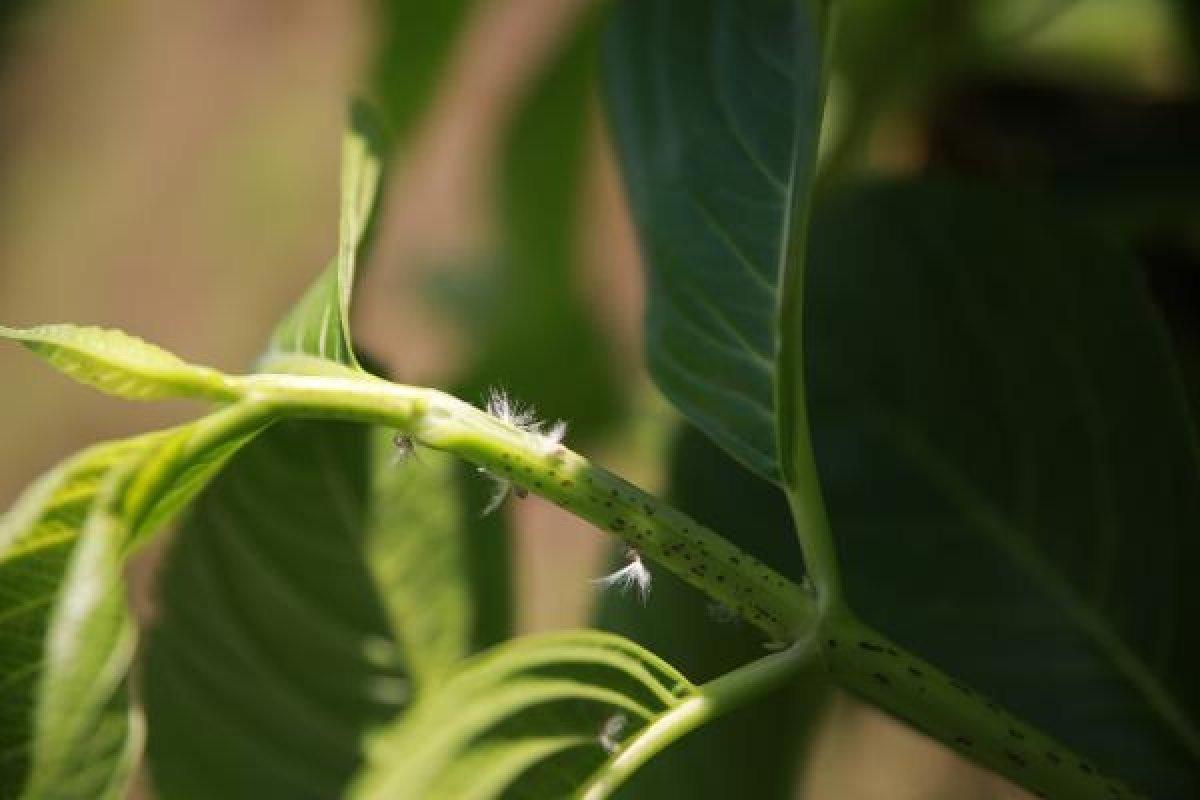 Karadeniz'de vampir kelebek kabusu