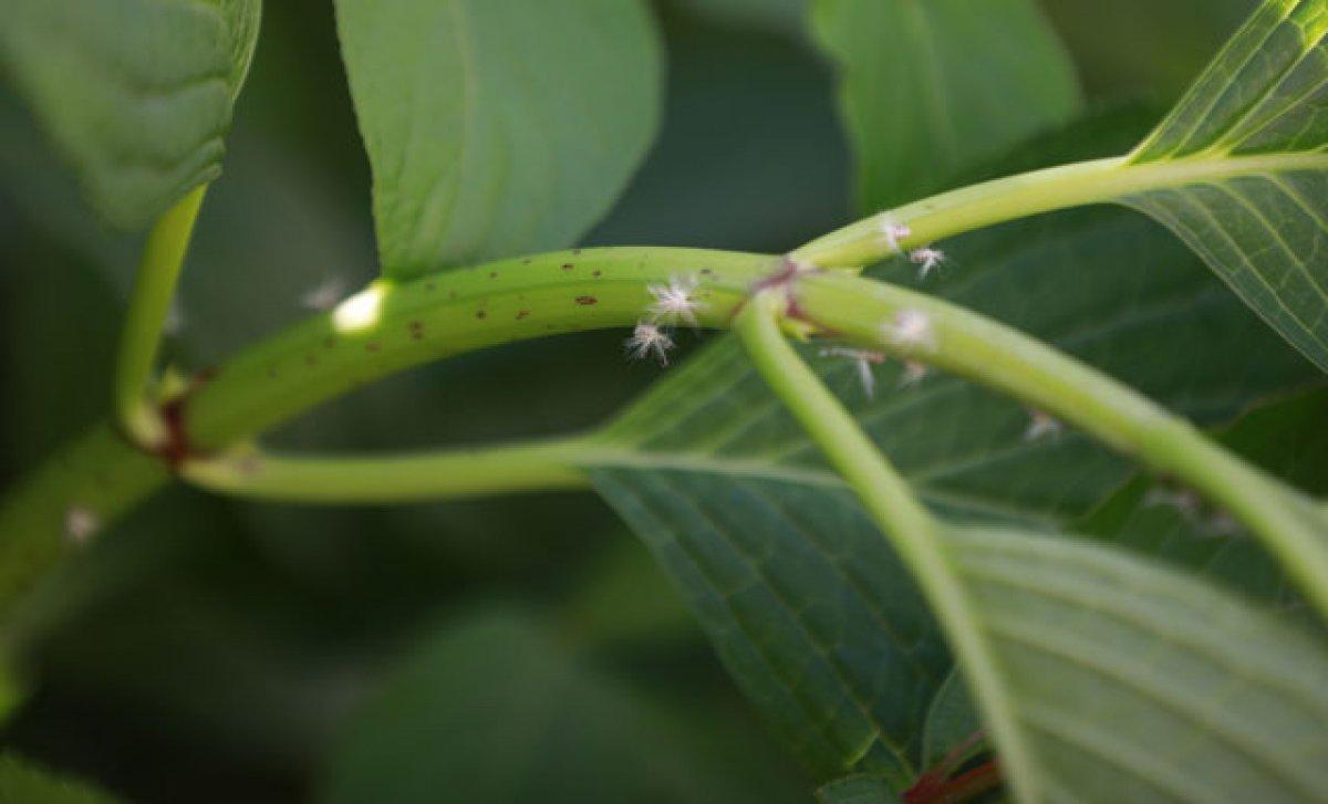 Karadeniz'de vampir kelebek kabusu