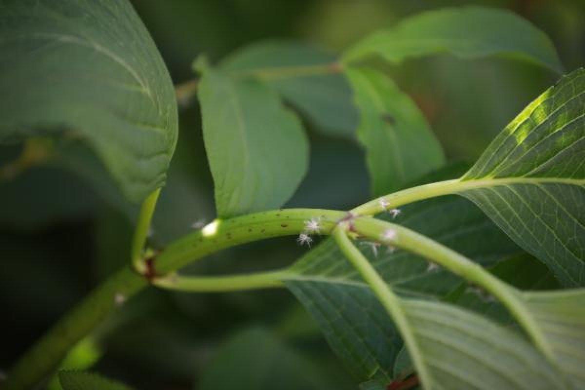 Karadeniz'de vampir kelebek kabusu