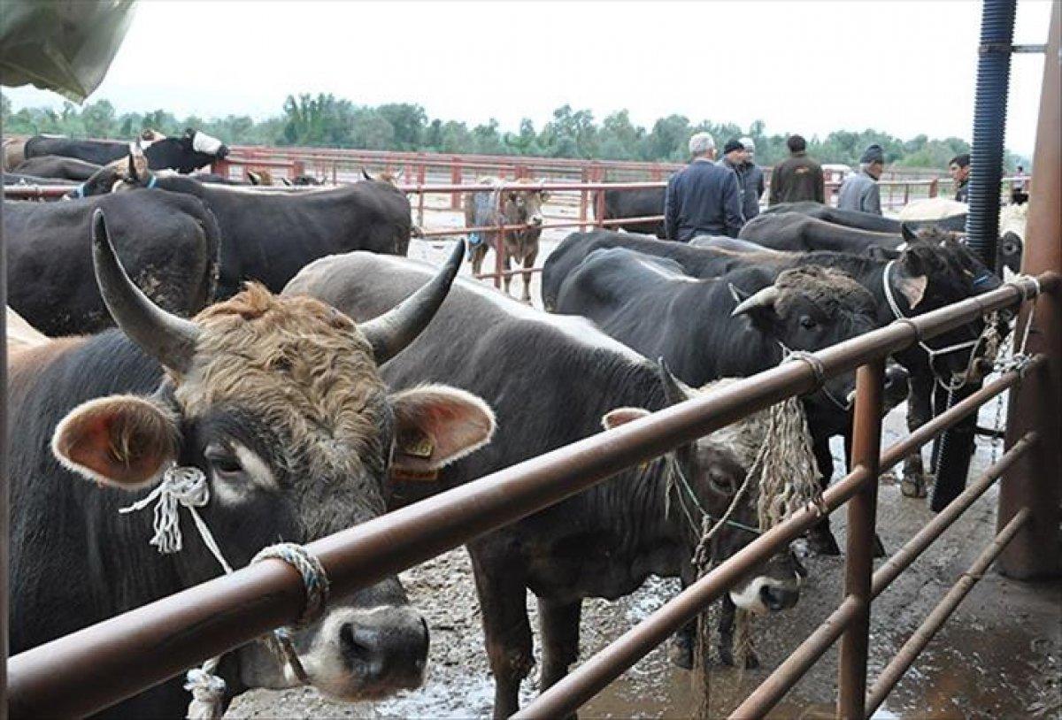 Diyanet İşleri Başkanlığı: Kurban için randevu alınacak