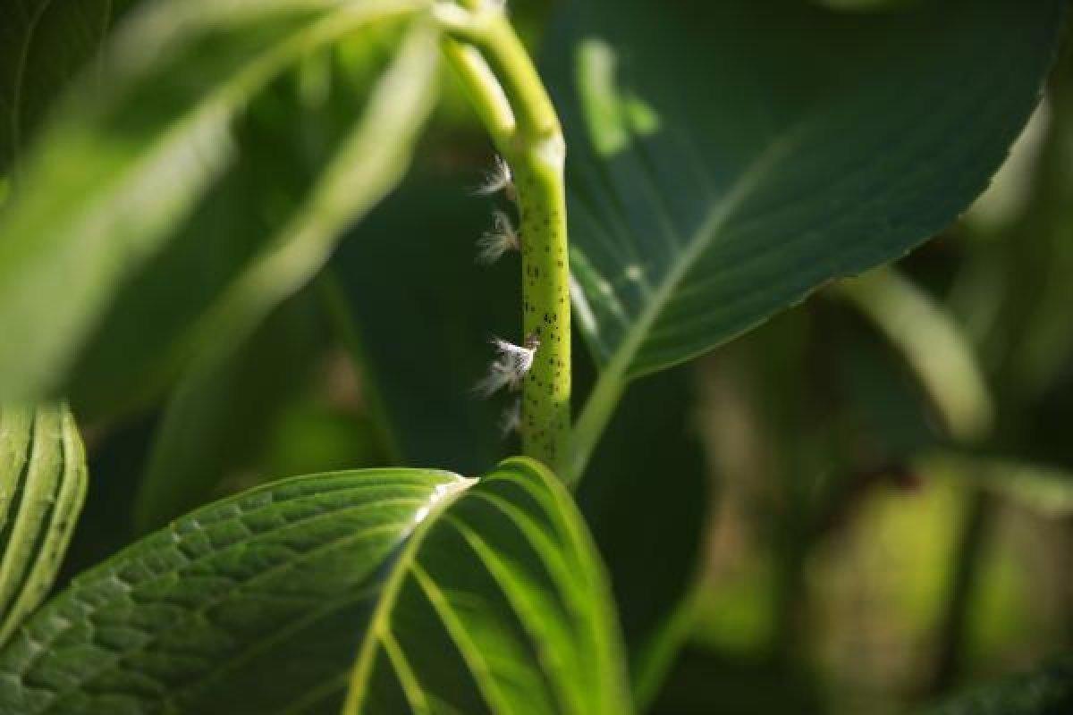 Karadeniz'de vampir kelebek kabusu