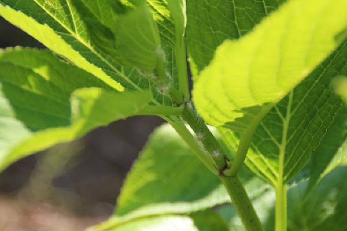 Karadeniz'de vampir kelebek kabusu