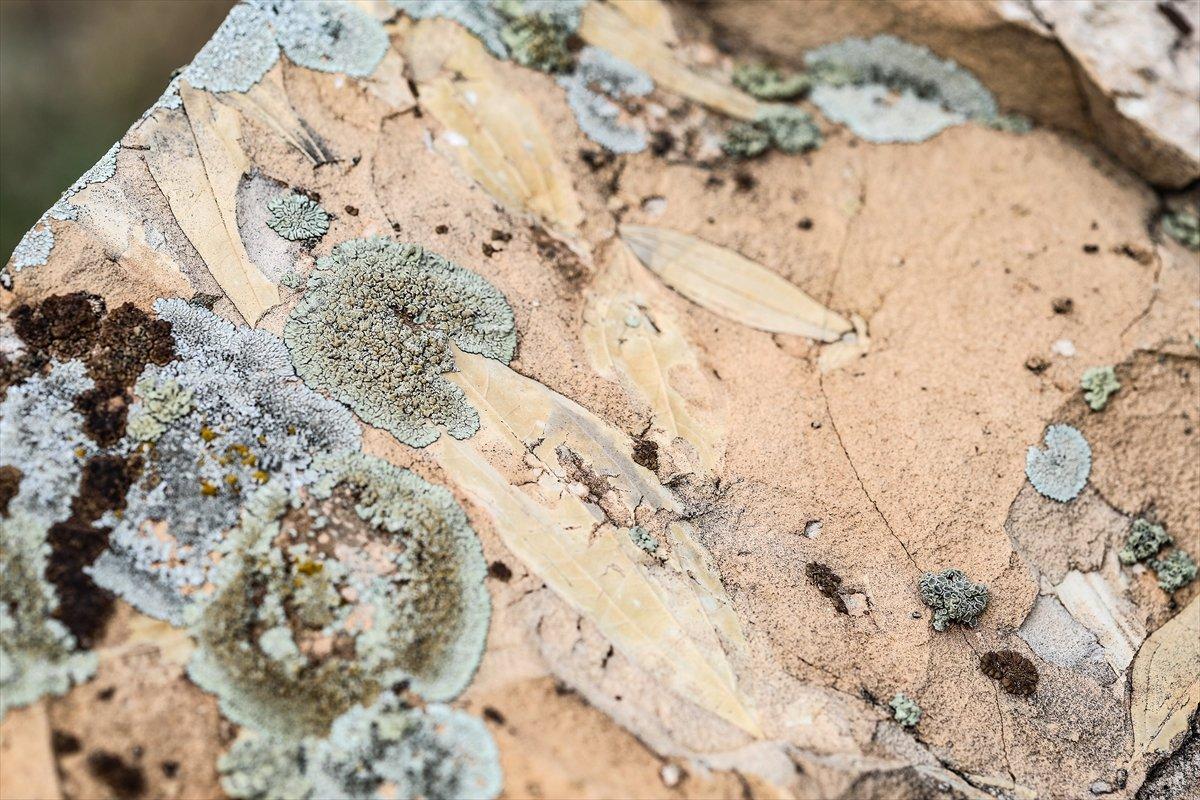 Iğdır'da bulunan yaprak fosilleri incelenmeyi bekliyor