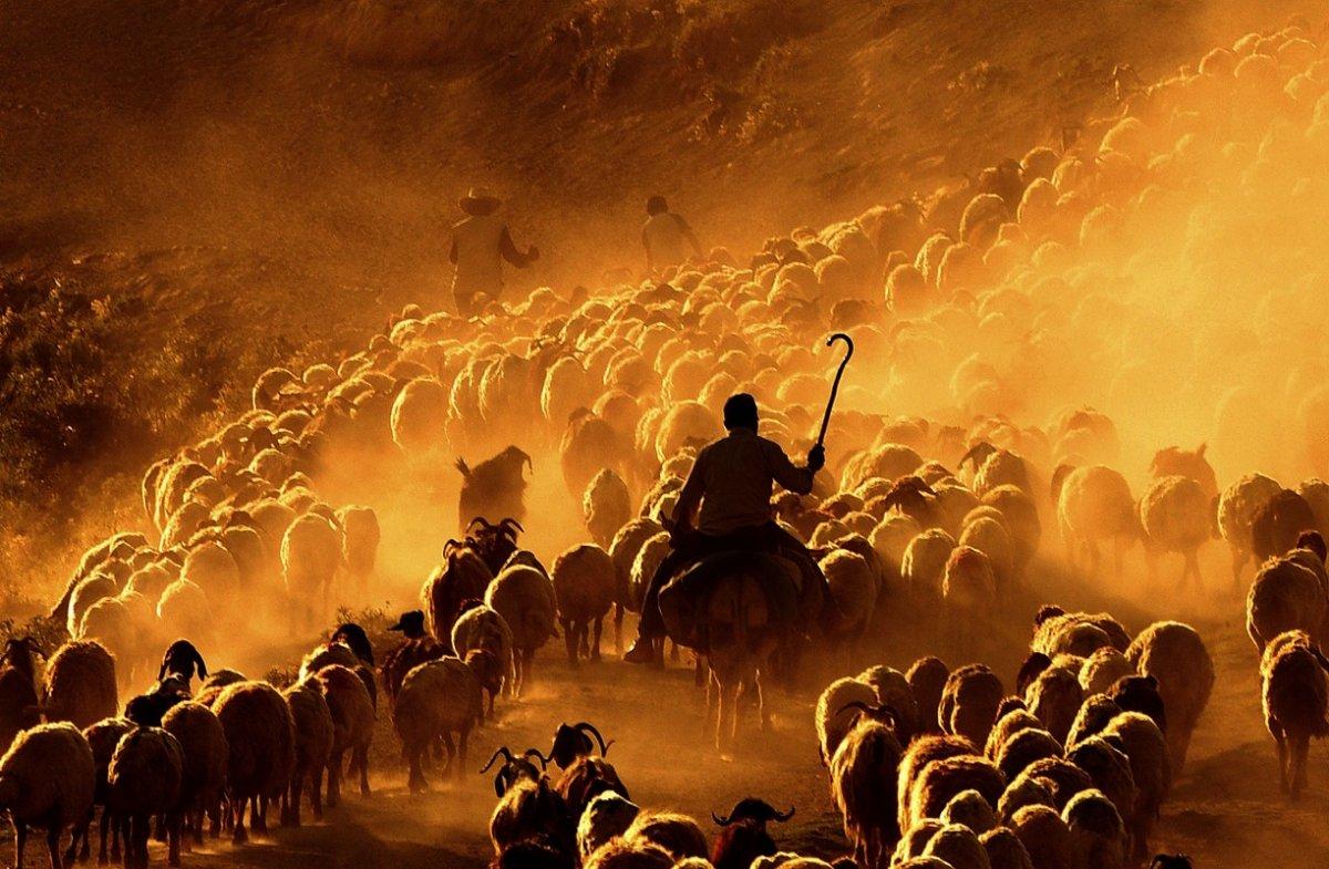 Bitlis'te koyun sürülerinin Nemrut Dağı yolculuğu