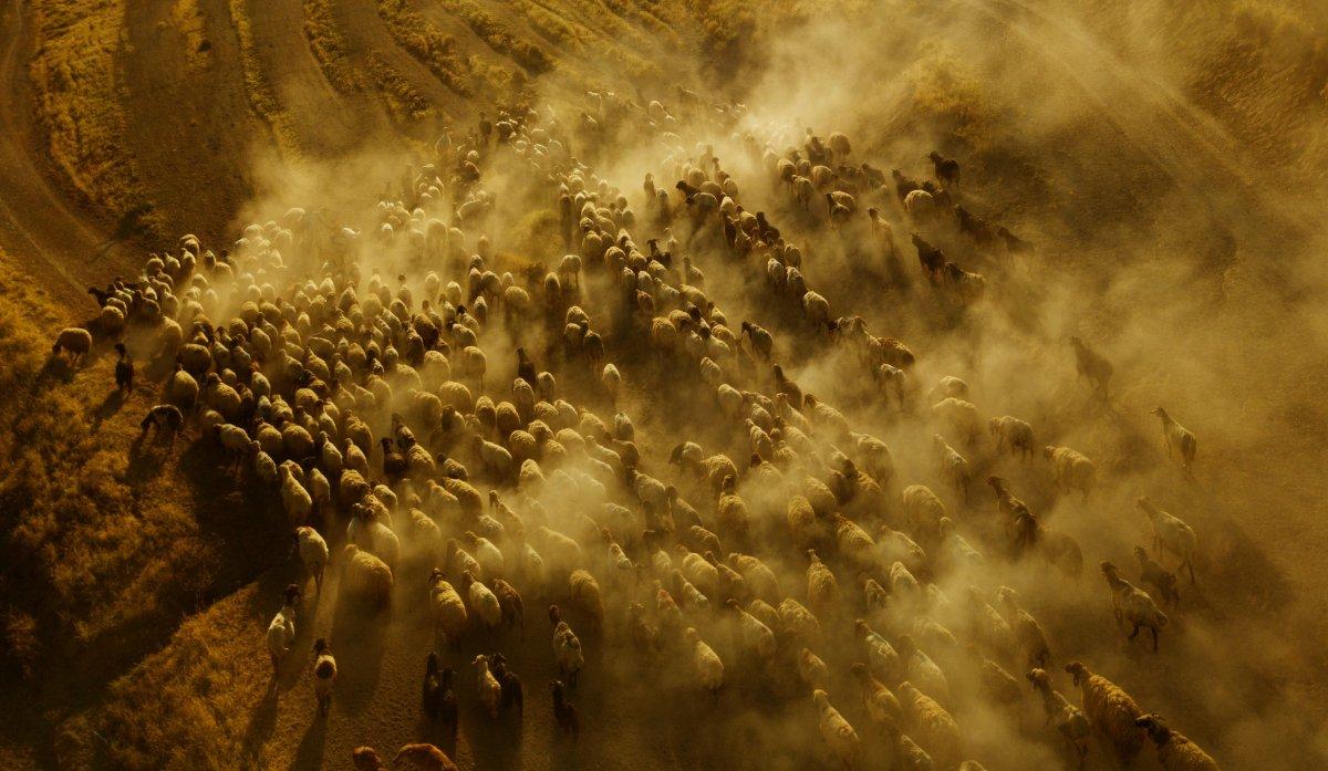 Bitlis'te koyun sürülerinin Nemrut Dağı yolculuğu