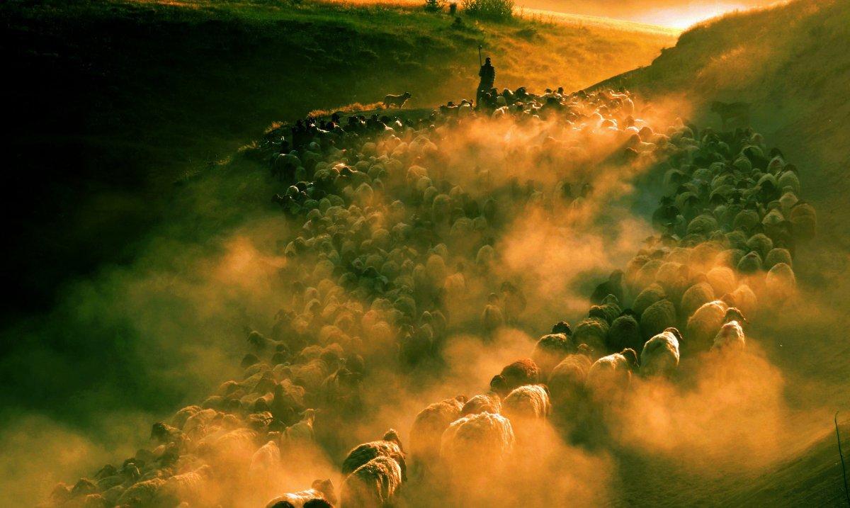 Bitlis'te koyun sürülerinin Nemrut Dağı yolculuğu